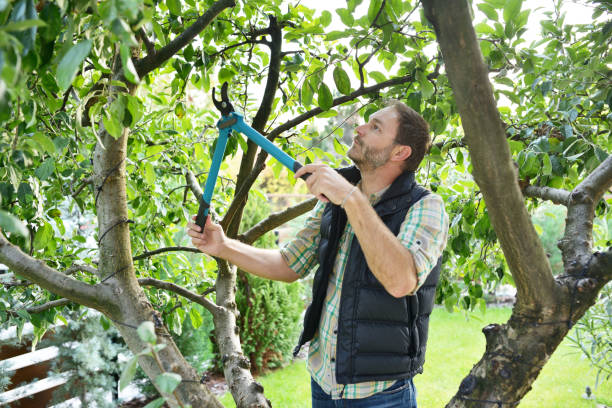 Best Tree Trimming and Pruning  in Sun City Center, FL